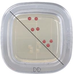 平片®DD20片琼脂培养基PD0001 20入