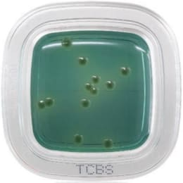 平切®DD20片TCBS琼脂培养基PD0013 20片